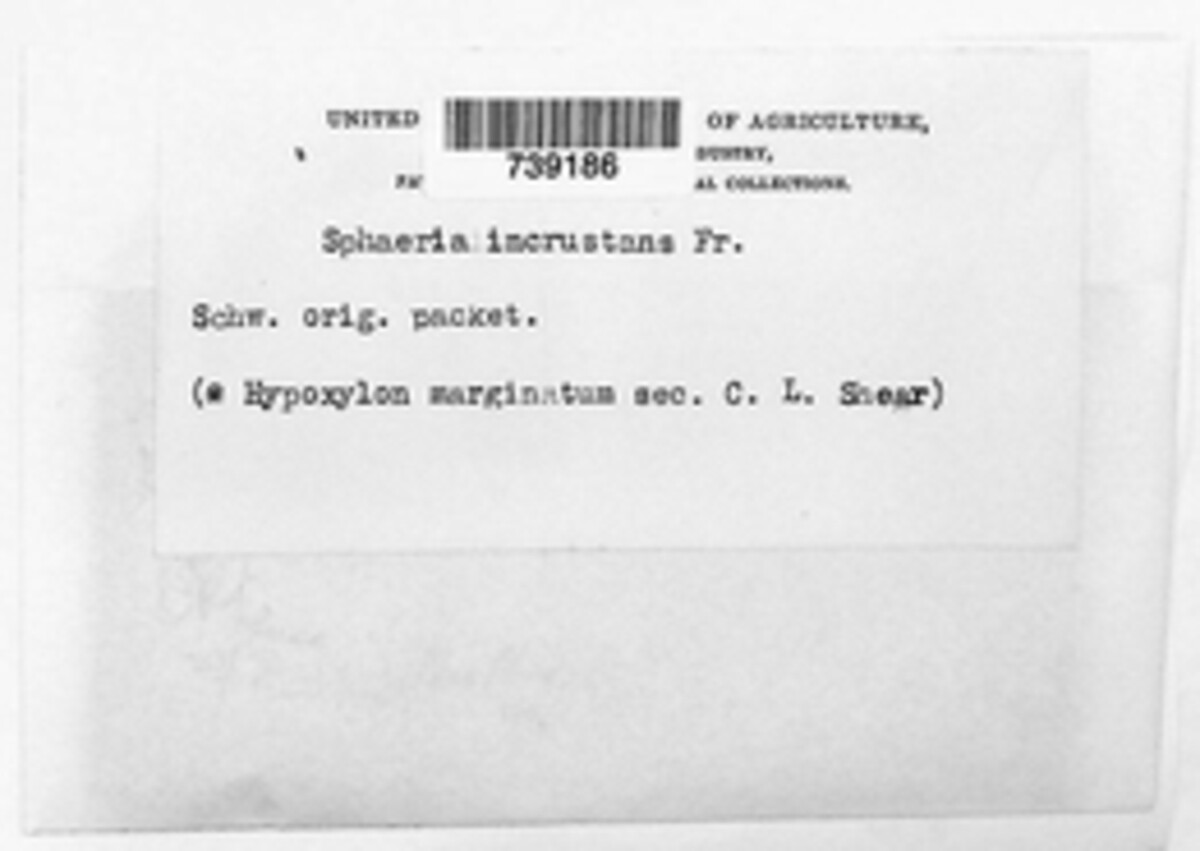 Sphaeria incrustans image